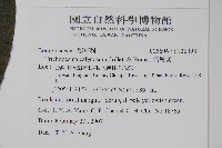 假酸漿藏品圖，第2張