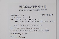 爵床藏品圖，第2張