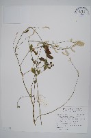 蔓雞冠、絹毛莧藏品圖，第1張