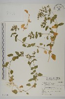 鵝兒腸藏品圖，第1張