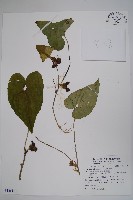 上花細辛藏品圖，第1張