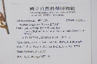 上花細辛藏品圖，第2張