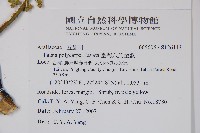 臺灣八角金盤藏品圖，第2張