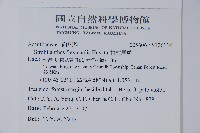 曲莖馬藍藏品圖，第2張