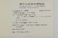 台灣月桃藏品圖，第2張