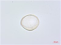 天門冬藏品圖，第3張