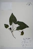 太平山細辛藏品圖，第1張