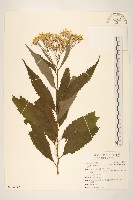 黃菀藏品圖，第1張