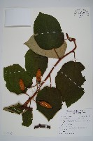 臺灣羊桃藏品圖，第1張