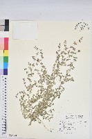 匐根大戟藏品圖，第1張