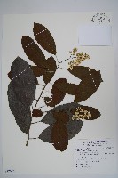 厚殼樹藏品圖，第1張