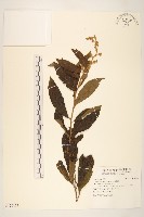 過山龍藏品圖，第1張