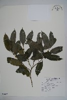 臺灣糊樗藏品圖，第1張