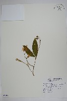 絡石藏品圖，第1張