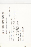 山柿, 山豆柿藏品圖，第2張