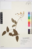 厚葉鐵線蓮藏品圖，第1張