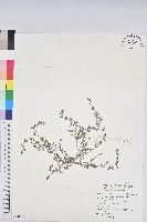 伏生大戟藏品圖，第1張