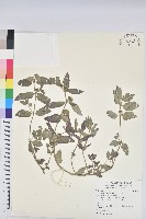 飛揚草藏品圖，第1張