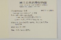 小葉藜藏品圖，第2張