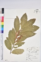 板栗藏品圖，第1張