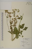 霍香薊藏品圖，第1張