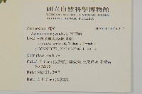 霍香薊藏品圖，第2張