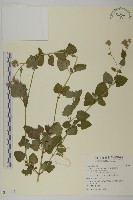 紫花霍香薊藏品圖，第1張