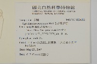 紫花霍香薊藏品圖，第2張