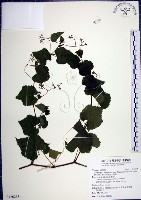 漢氏山葡萄藏品圖，第1張