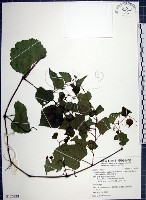 漢氏山葡萄藏品圖，第1張