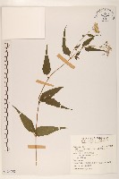 田代氏澤蘭藏品圖，第1張