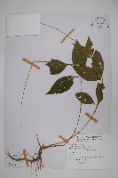 牛膝藏品圖，第1張