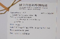 牛膝藏品圖，第2張