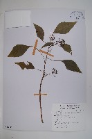 臺灣常春藤藏品圖，第1張