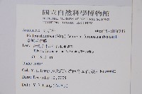 臺灣常春藤藏品圖，第2張