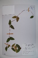 大花忍冬藏品圖，第1張