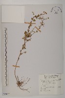 油菊、野菊藏品圖，第1張