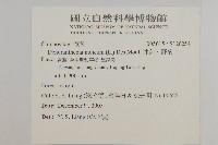 油菊、野菊藏品圖，第2張