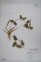 鷗蔓藏品圖，第1張