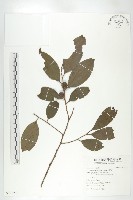 山紅柿藏品圖，第3張