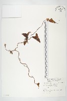 濱旋花藏品圖，第1張