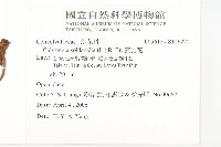 濱旋花藏品圖，第2張