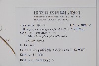 直立半插花藏品圖，第2張