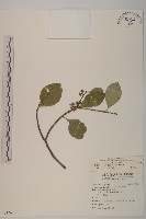 日本賽衛矛、日本假衛矛藏品圖，第1張