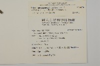 日本賽衛矛、日本假衛矛藏品圖，第2張