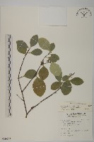 日本賽衛矛、日本假衛矛藏品圖，第1張