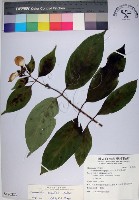 玉葉金花藏品圖，第1張