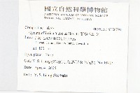 蘭嶼木耳菜藏品圖，第2張