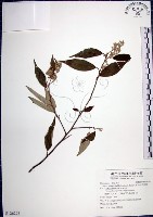 紅皮、葉下白、赤仔尾藏品圖，第1張