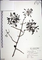 腺果藤、刺藤藏品圖，第1張